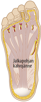 Jalkapohjan anatomia